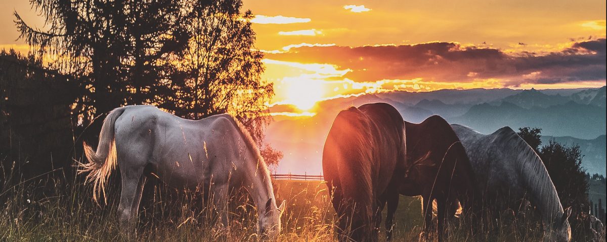 Horses on a meadow sunset.